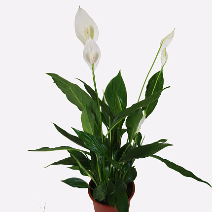 Антуриум (Anthurium)