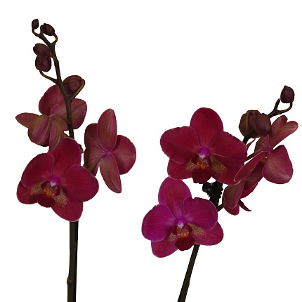 Орхидея Фаленопсис (Phalaenopsis) микс 7