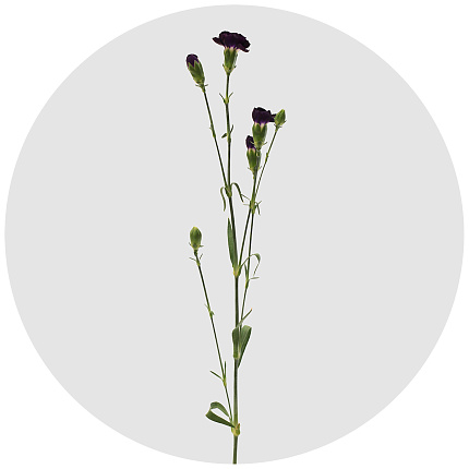 Гвоздика кустовая Генетиш тёмно-лиловая (Genetisch dark lilac)