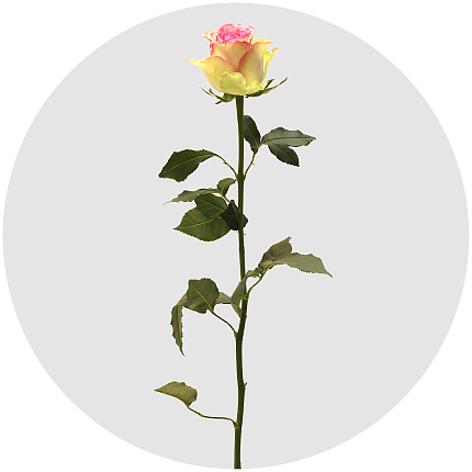 Роза Пинк джорни (Pink Journey)
