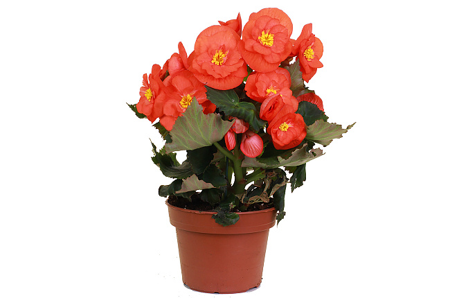 Бегония (Begonia)