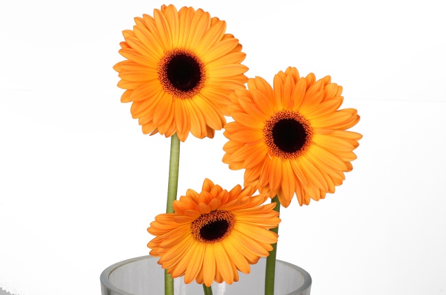 Гербера Голден Сирена (Golden Serena)