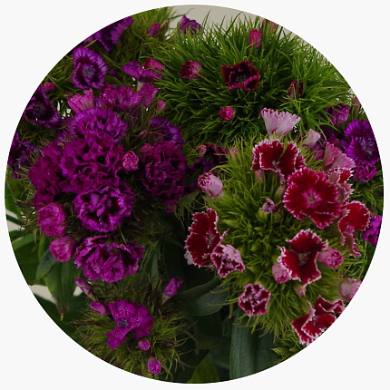Диантус барбатус микс (Dianthus barbatus mix)