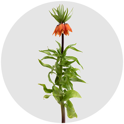 Фритиллярия Персика орнжевая (Fritillaria Persica orange)