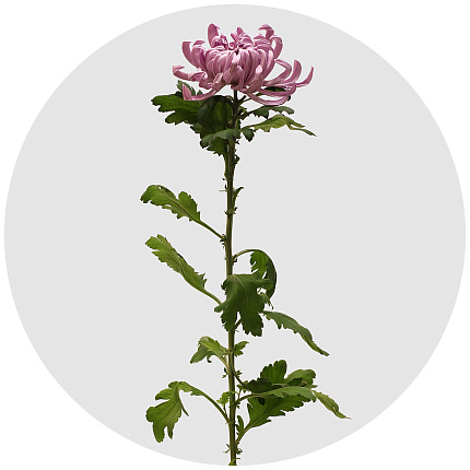 Хризантема одноголовая Вена розовая (Viena Pink)