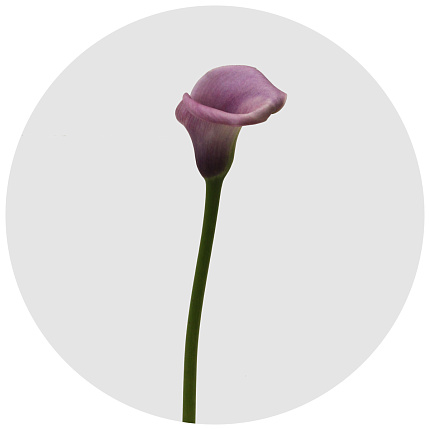 Калла мини фиолетовая (Calla Violet)