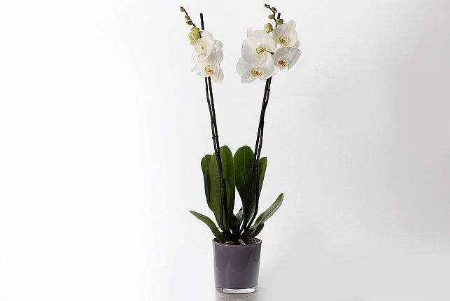 Орхидея Фаленопсис (Phalaenopsis) микс 9
