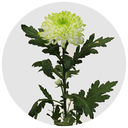 Хризантема одноголовая Зембла лайм (Zembla lime)