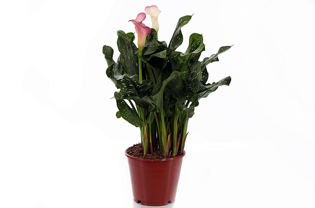 Калла (Calla)
