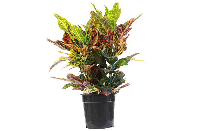 Кодиеум (Codiaeum)