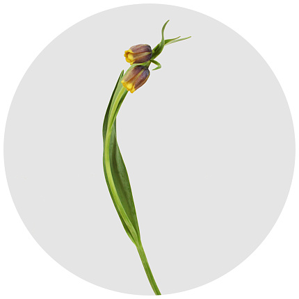Фритиллярия мелеагрис жёлтая (Fritillaria meleagris yellow)
