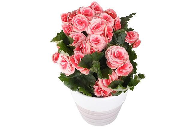 Бегония (Begonia)
