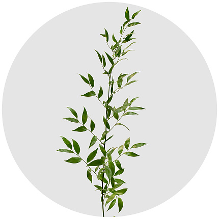 Рускус (Ruscus)