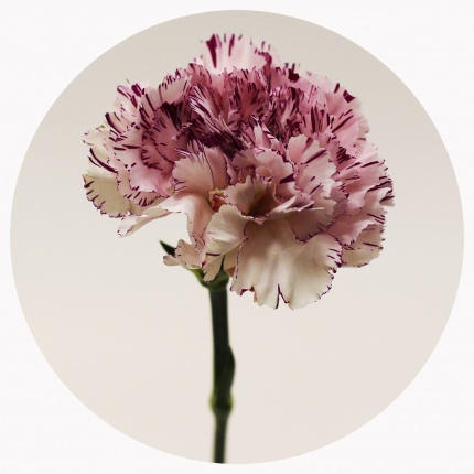 Гвоздика стандарт микс 1