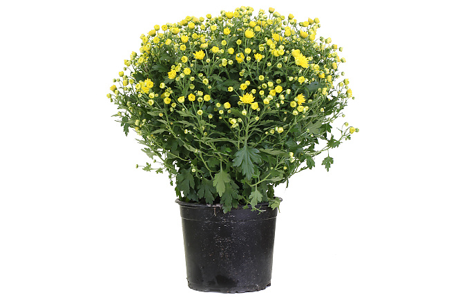 Хризантема (Chrysanthemum)