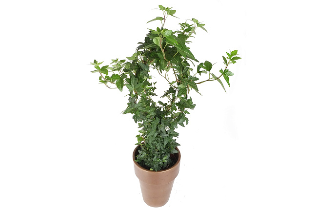Плющ (Hedera )