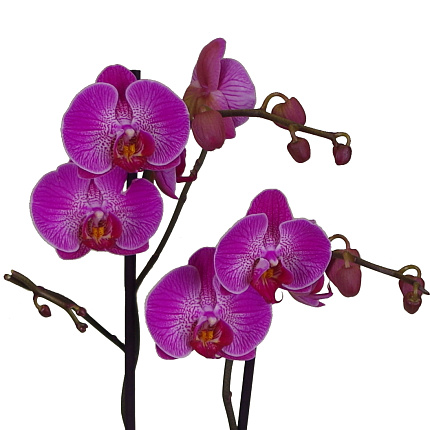 Орхидея Фаленопсис (Phalaenopsis) микс 2