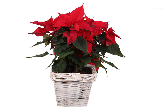 Пуансетия (Poinsettia)