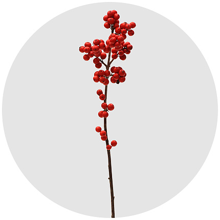 Илекс Вертициллата (Ilex Verticillata)