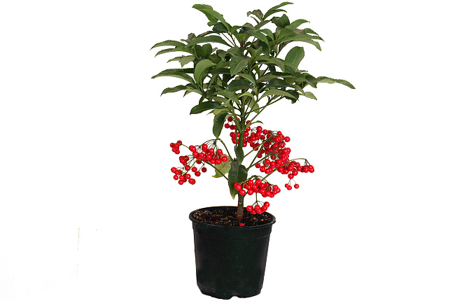 Ардизия (Ardisia Crenata)