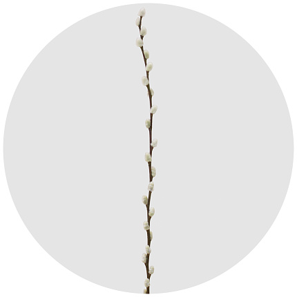 Ива Сноу Флейк (Salix Snow Flake)
