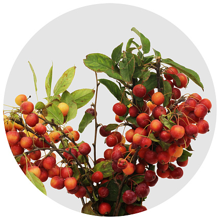 Малус (Malus)