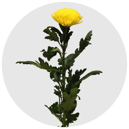 Хризантема одноголовая Пётр (Pjotr)