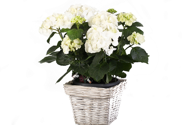 Гортензия (Hydrangea)