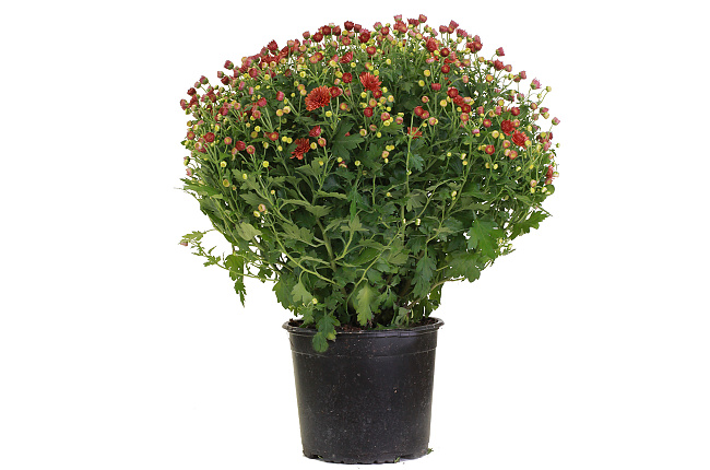 Хризантема (Chrysanthemum)