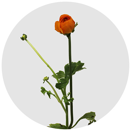 Ранункулус Клуни оранжевый (Clooney Orange)