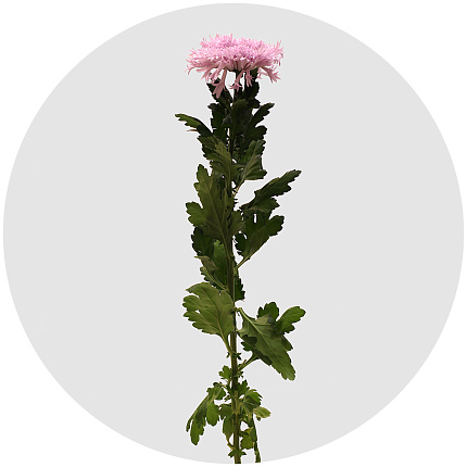 Хризантема одноголовая Этруско розовая (Etrusko Pink)