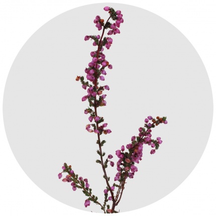 Эрика розовая