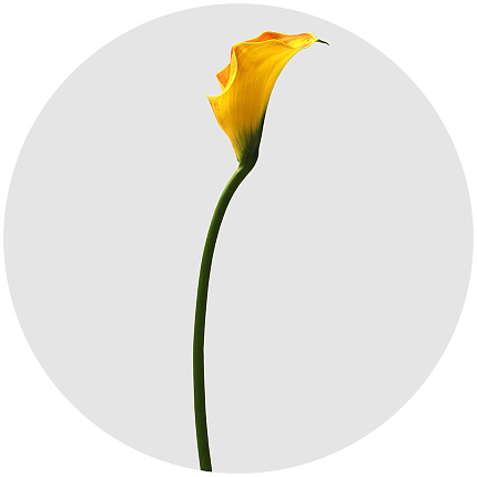Калла Пашн оранжевая (Passion Orange)