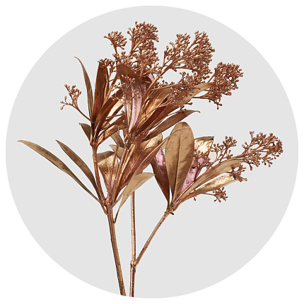 Скиммия крашеная медная (Copper)