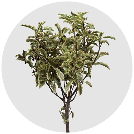 Питтоспорум Файн (Pittosporum Fijn)