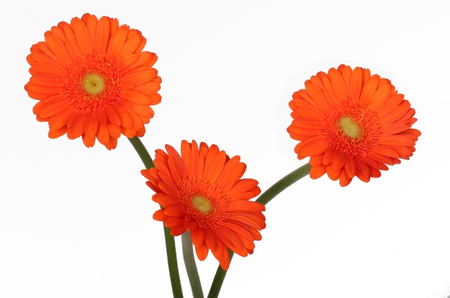 Гербера Мекс (Mexx)