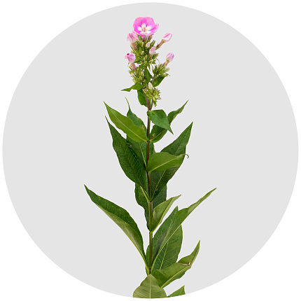 Флокс Сеньора (Senora)