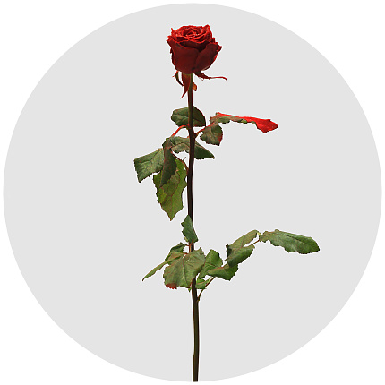 Роза "морозная" красная (Roses Frost)