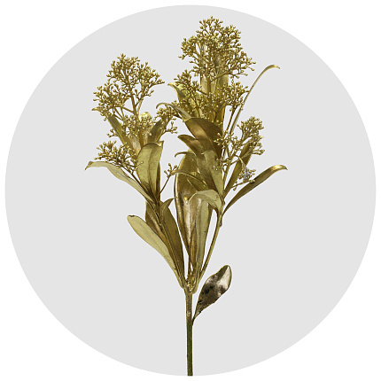 Скиммия крашеная золотая (Gold)