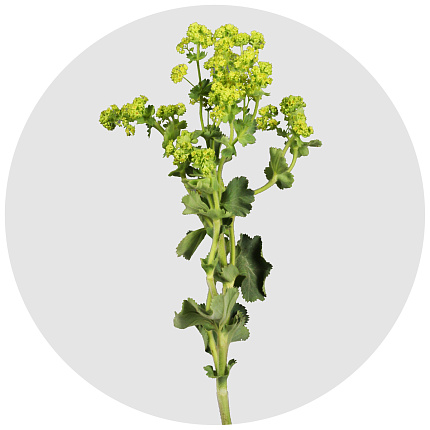 Альчемилла (Alchemilla)