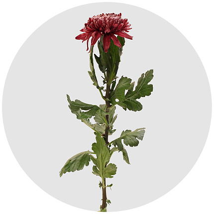 Хризантема одноголовая Регал мист руд (Regal Mist Rood)