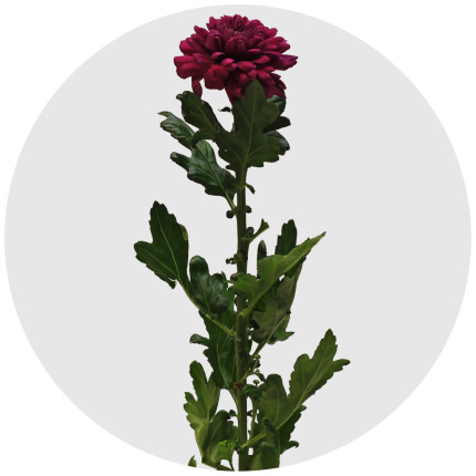 Хризантема одноголовая Ламира (Lamira)