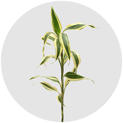 Драцена Сандера Вайт (Dracaena sanderiana White)