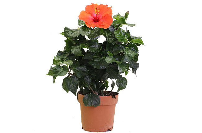 Гибискус (Hibiscus)