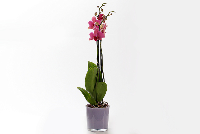 Орхидея Фаленопсис (Phalaenopsis) микс 9
