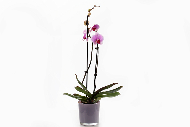 Орхидея Фаленопсис (Phalaenopsis) микс 9