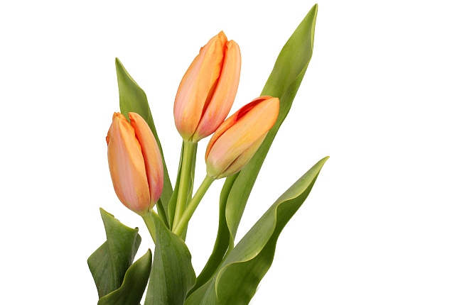 Тюльпан оранжевый (orange)