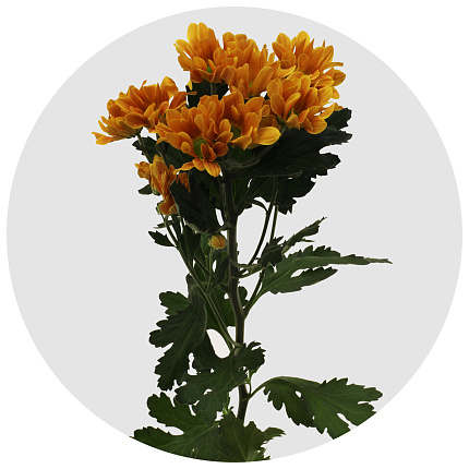 Хризантема кустовая Като оранжевая (Cato Orange)