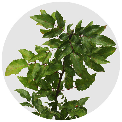 Магония (Mahonia)
