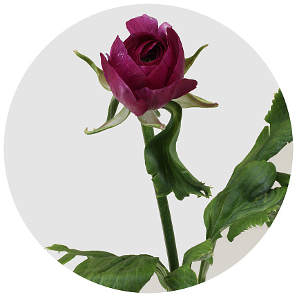 Ранункулус Клуни пурпурный (Clooney Purple)